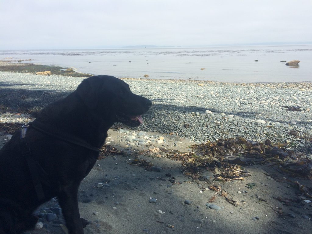 WD on beach